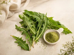 Dandelion Leaf
